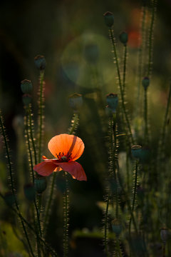 A bright red poppy, attracts bees.Attractive, bright, red color.Poppy Idyll.Impression of a red fragrance. 