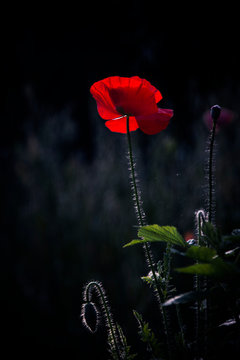Impression of a red fragrance. Poppy, gentle movements in the breeze. Delicate, red in the garden area. Poppy, textured front. Evening idyll.Poppy Rhapsody.