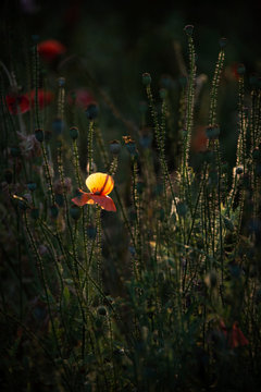 Impression of a red fragrance. Poppy, gentle movements in the breeze. Delicate, red in the garden area. Poppy, textured front. Evening idyll.Poppy Rhapsody.