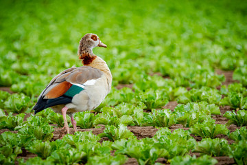 Wild duck in a lettuce field