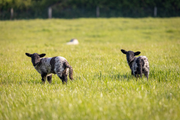 Little twin lambs in field in early morning