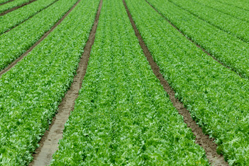 Fototapeta na wymiar Agriculture - lettuce field full frame 