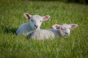 Twin lambs in the early morning waking up