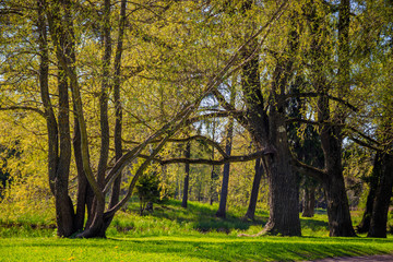 Fototapeta premium Spring Park in sunny weather. Sunny park. Green Park. Young greens. Background spring green park.