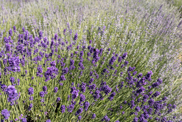Naklejka premium the blooming lavender flowers in Provence, near Sault, France