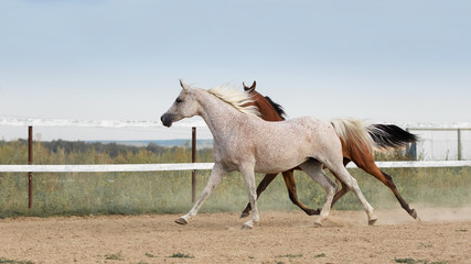 Two beautiful Arabian horses run free on a sandy background in summer