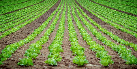 Fototapeta na wymiar Agriculture - lettuce field full frame 