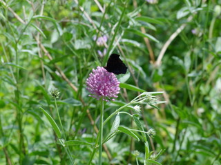 flower on green background of grass