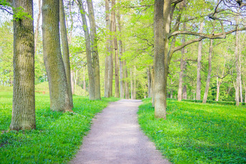 Spring Park in sunny weather. Sunny park. Green Park. Young greens. Background spring green park.