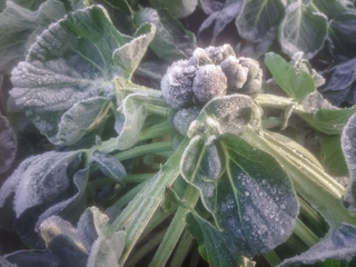 Brussels sprouts covered with hoarfrost or rime in winter