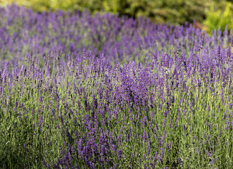  the blooming lavender flowers in Provence, near Sault, France