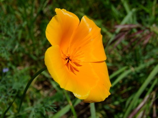 flower on green background