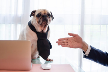 Cute business pug dog with necktie ignore to handshake with young handsome business man. Animal face expression emotions. Boring business concept.