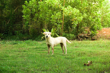 Obraz na płótnie Canvas standing puppy labrador in garden