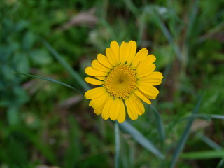 yellow flower in grass