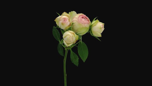 Time-lapse of dying white pink biedermeier rose 1a4 in 4K PNG+ format with ALPHA transparency channel isolated on black background