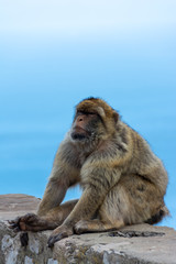 Grand Singe de Gilbraltard