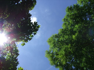 trees and sky