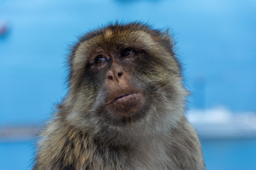 Singe de Gilbraltard
