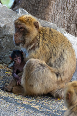 Bébé singe avec maman