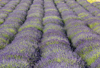 Fototapeta na wymiar the blooming lavender flowers in Provence, near Sault, France