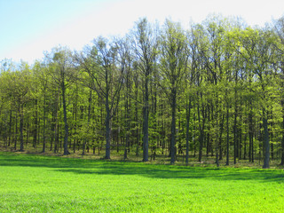 Mischwald im Frühlingskleid - Niederösterreich, Maissau am Manhartsberg