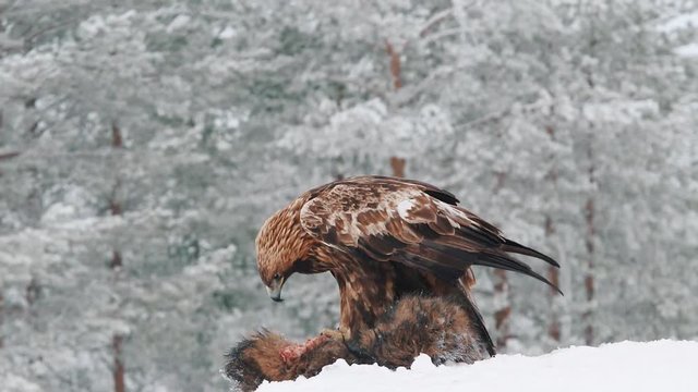 Golden eagle rips pieces of meat from raccoon dog carcass on a cold winter day