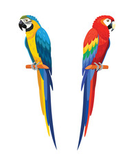 Parrots isolated on white background. Vector illustration. © Tayisiya