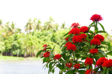 Naklejka premium ixora - Red spike flower : Beautiful Red Spike Flora blooming