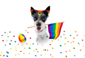gay pride dog