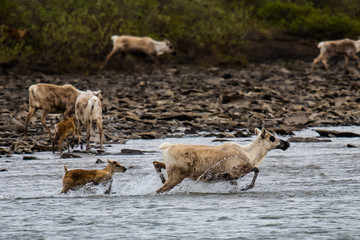 Crossing the River-Cariboumutter  mit Jungtier am Kokolik river im Norden Alaskass, wo es mit über 400 000 Rentieren die größte  Caribouherde der Welt gibt