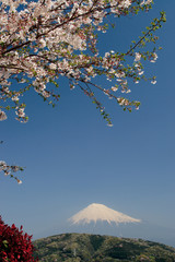 満開の桜と綺麗な富士山