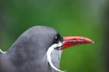 Beautiful bird