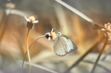 Beautiful spring butterfly on a flower background. Vintage toning.