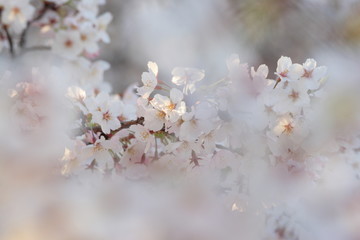 満開の桜の風景