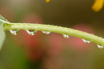綺麗な植物の枝と水滴