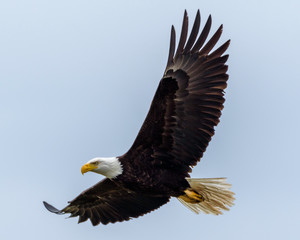 Eagle