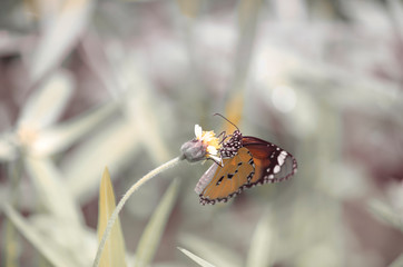 Beautiful spring butterfly on a flower background. Vintage toning.