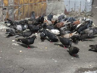 Obraz premium a flock of pigeons on the pavement pecks food