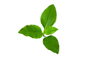 Isolated of green leaf collection on white background and clipping path.Image.