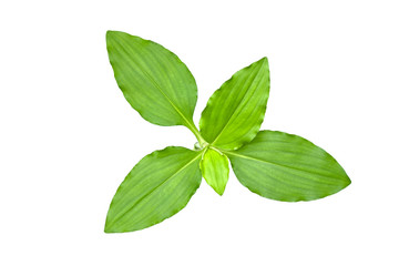 Naklejka na ściany i meble Isolated of green leaf collection on white background and clipping path.Image.