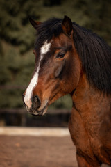 Fototapeta premium Portrait of a horse running forward