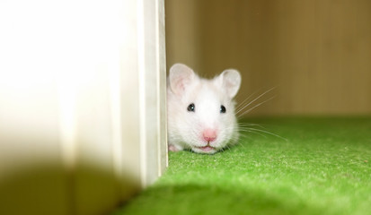 White Syrian Hamster