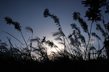 綺麗な夕日と秋の葦