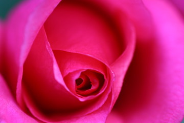 バラの花のアップ写真