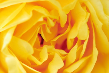 黄色いバラの花のアップ写真
