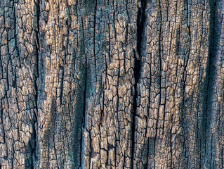 Fototapeta premium Closeup dried texture of dark brown bark.