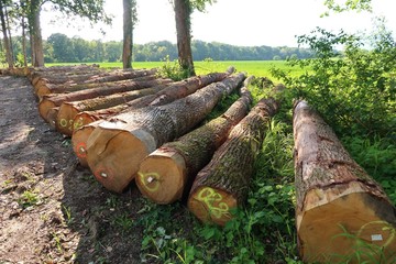 Grumes au sol après une coupe de bois en forêt