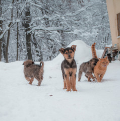 Puppies and a cat running around, Vitosha Mountain, Bulgaria