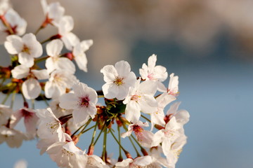 春の満開の桜の花